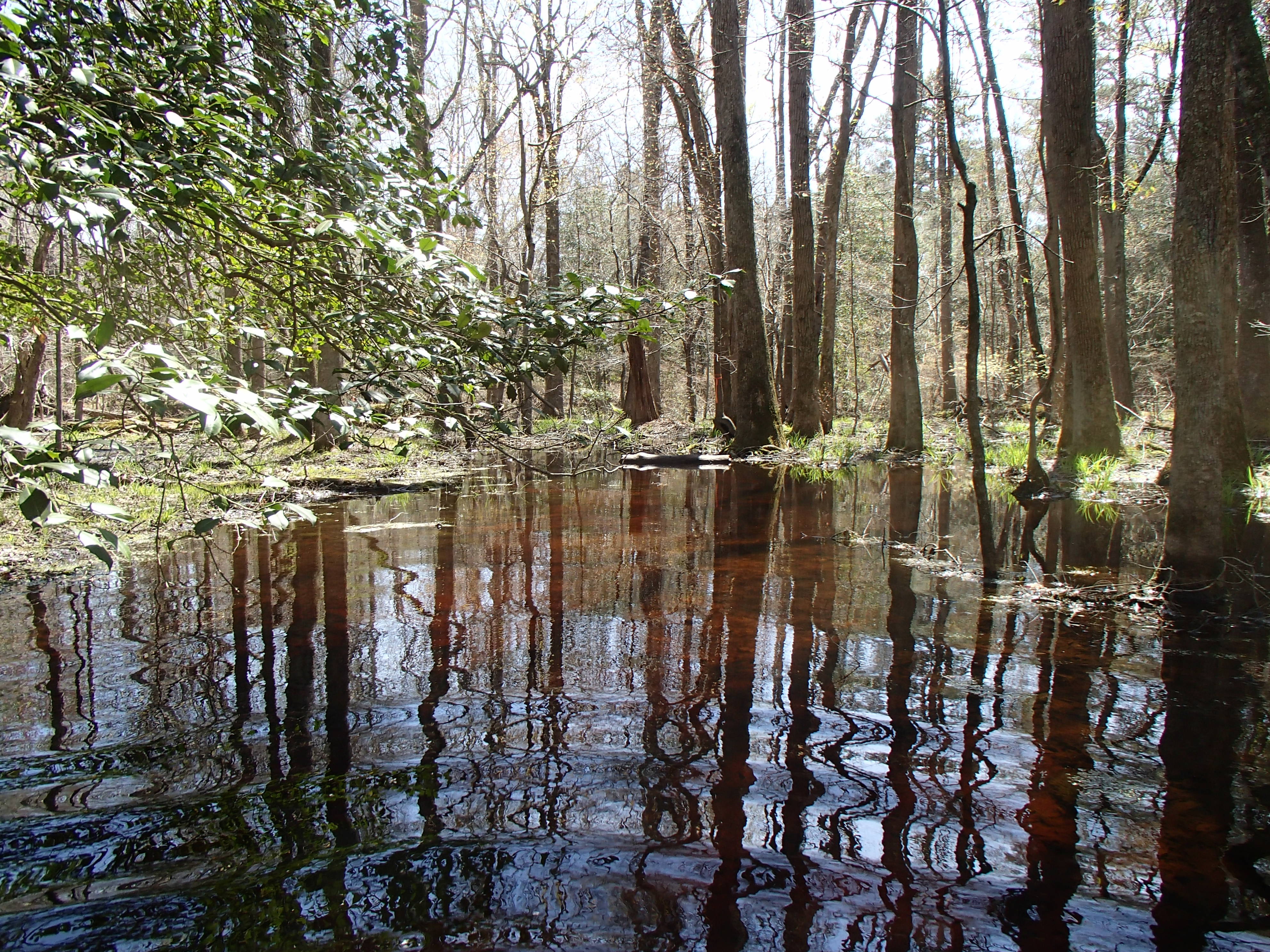 Field photo showing stream conditions at site NASS-108-S-2016_midpoint looking Downstream